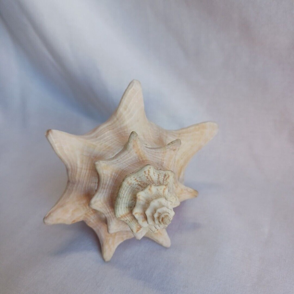 Conch Shell 6 Inch